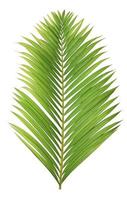 Tropical palm leaf isolated on white background photo