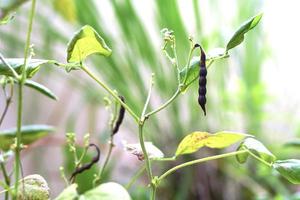 Mung bean plant with ripe green pea pods, Mung Bean pod is a plant in the legume family. photo