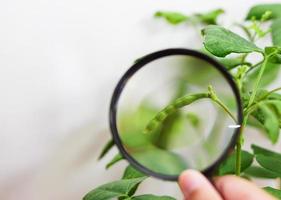 Close up view through a magnifying glass of a green bean pod. Concept of exploring, observing, learning new things. photo