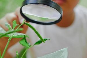 un niño que sostiene una lupa mira con interés las vainas de frijol mungo que ha plantado. concepto de observar y aprender cosas nuevas. foto