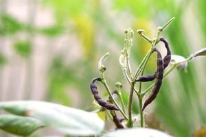 planta de frijol mungo con vainas de guisantes verdes maduras, la vaina de frijol mungo es una planta de la familia de las leguminosas. foto