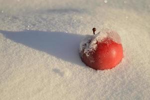 una manzana fresca en la nieve a la luz del sol durante el día, sombras duras. foto