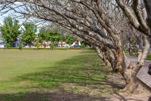 árbol frangipani en la provincia de nan, tailandia. foto