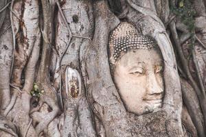 Buddha Head statue trapped in Bodhi Tree roots photo