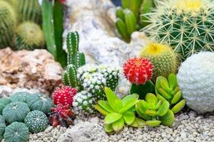 primer plano de varias plantas de cactus en el jardín foto