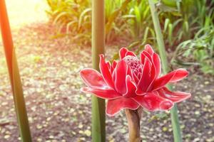 Etlingera elatior flower or torch ginger with morning sunlight photo