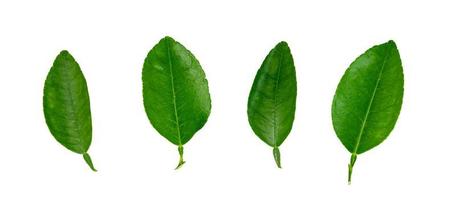 leaf  lemon isolated on white background ,Green leaves pattern photo