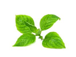 leaf  fresh basil isolated on white background ,Green leaves pattern photo