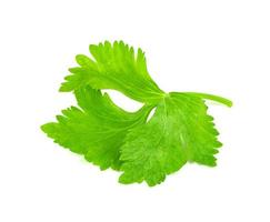 leaf Coriander or Cilantro isolated on white background ,Green leaves pattern photo