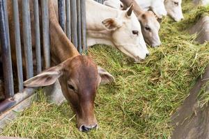 Beef Cattle Cow livestock in farm photo