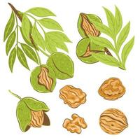 Set of walnut branches and nuts isolated on white background. Vector graphics.