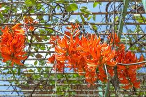 mucuna bennettii o vid de jade rojo foto