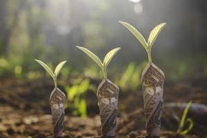 Close-up establece dólar con planta verde que crece en la parte superior para los negocios. Están a la luz del sol en el suelo. Ahorro, crecimiento, inversión, finanzas, negocios fotográficos y concepto económico. foto