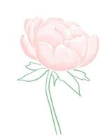 Gently pink peony watercolor vector illustration