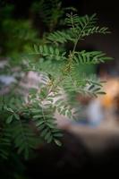 Nature Background , Indigo  in the garden photo