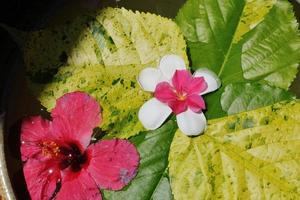 water cup with beautiful flowers background photo