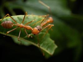 Primer plano de hormigas rojas en una hoja foto