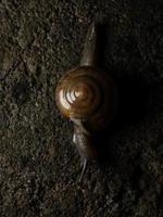 Close up shoot of a garden snail