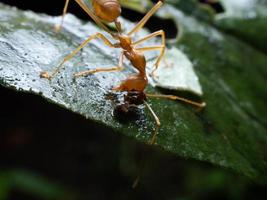 Close up shoot of red ants on a leaf photo