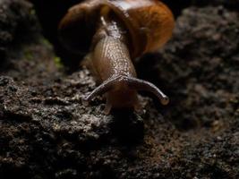 Primer plano de un caracol de jardín foto