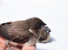 Picture of baby Javan Munia bird photo