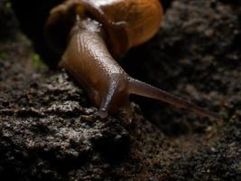 Primer plano de un caracol de jardín foto