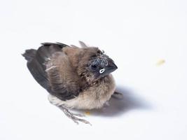 Picture of baby Javan Munia bird photo