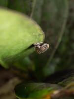 Close up shoot of a garden snail photo