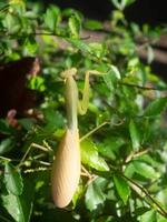 Close up shoot of a praying mantis photo