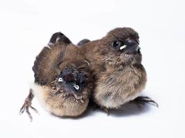 Picture of baby Javan Munia bird photo