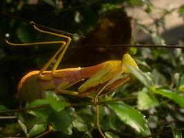 Close up shoot of a praying mantis photo