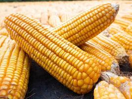 Picture of corn with cobs photo