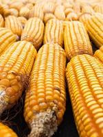 Picture of corn with cobs photo