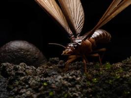 Picture of a termite alates photo