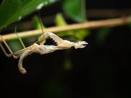 Close up shoot of a praying mantis photo