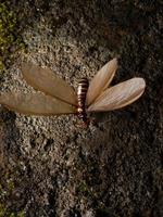 Picture of a termite alates photo