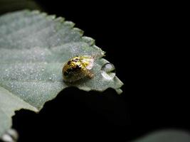 Close up shoot of golden lady bug photo