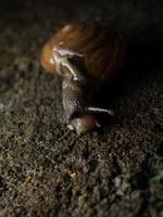 Close up shoot of a garden snail photo