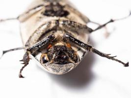 Close up shoot of Lepidiota stigma photo