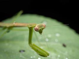 Close up shoot of a praying mantis photo