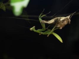 Close up shoot of a praying mantis photo