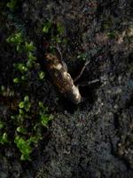 Close up shoot of Weevils beetles photo