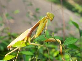 Close up shoot of a praying mantis photo