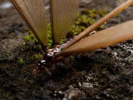 Picture of a termite alates photo