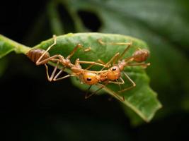 Close up shoot of red ants on a leaf photo