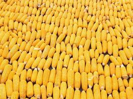 Picture of corn with cobs photo