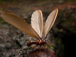 imagen de una termita aladas foto