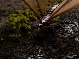 Picture of a termite alates photo