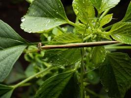 Primer plano de una mantis religiosa foto