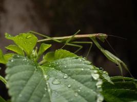 Close up shoot of a praying mantis photo